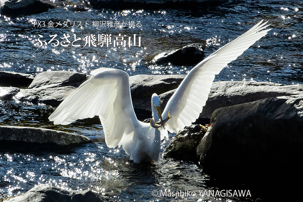 秋の飛騨高山(獲物を咥えたダイサギ) 撮影・柳沢雅彦