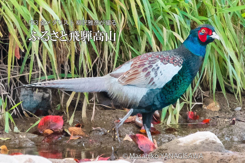 飛騨高山の紅葉(キジ雄)　撮影・柳沢雅彦
