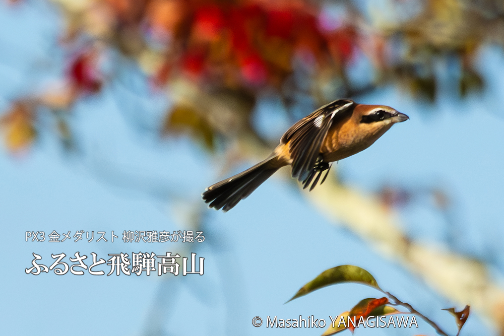 　撮影・柳沢雅彦