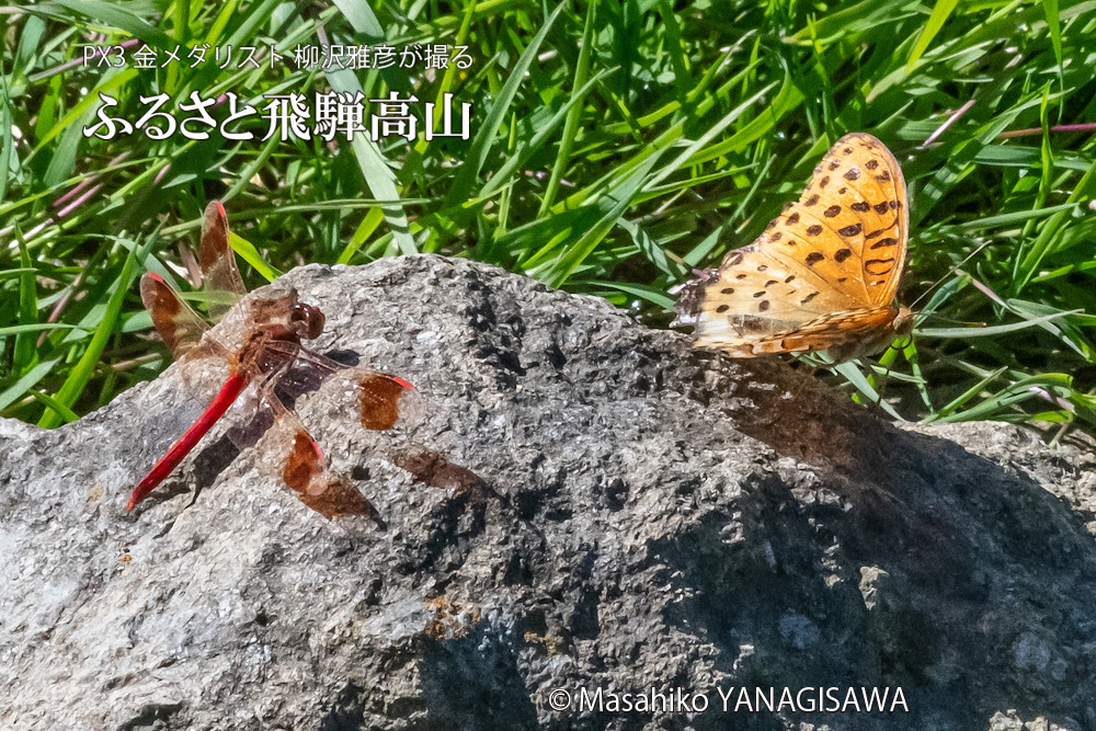 　撮影・柳沢雅彦