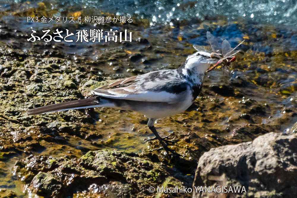 　撮影・柳沢雅彦