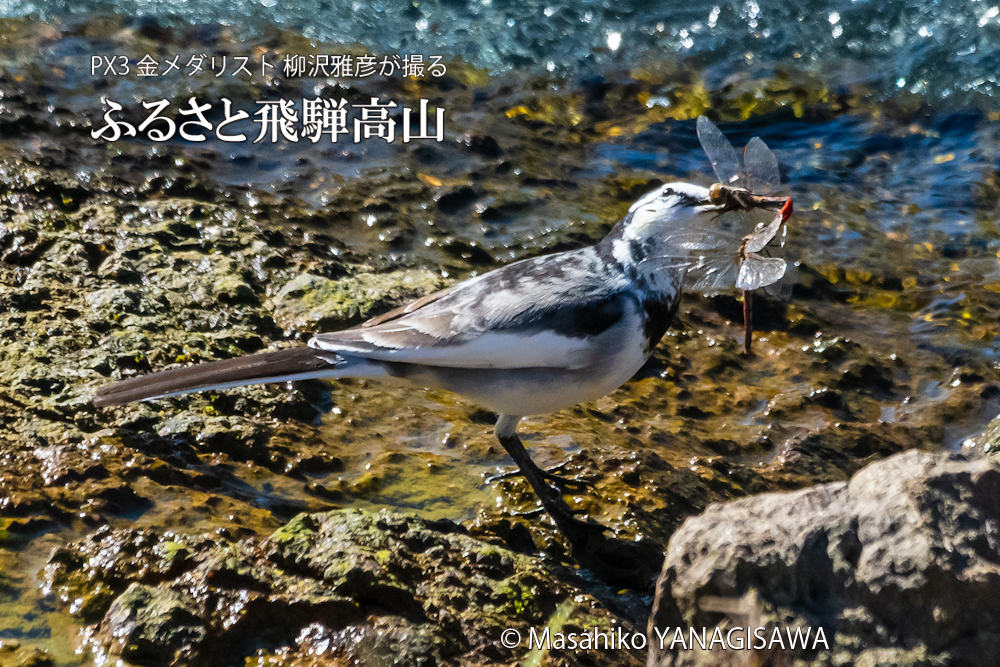 　撮影・柳沢雅彦