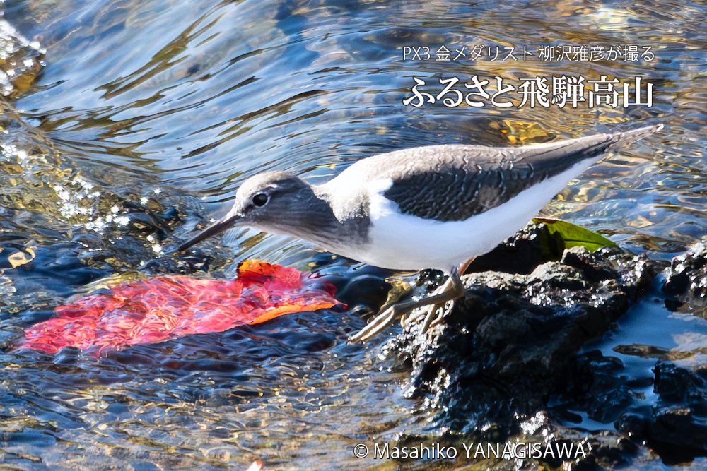 　撮影・柳沢雅彦