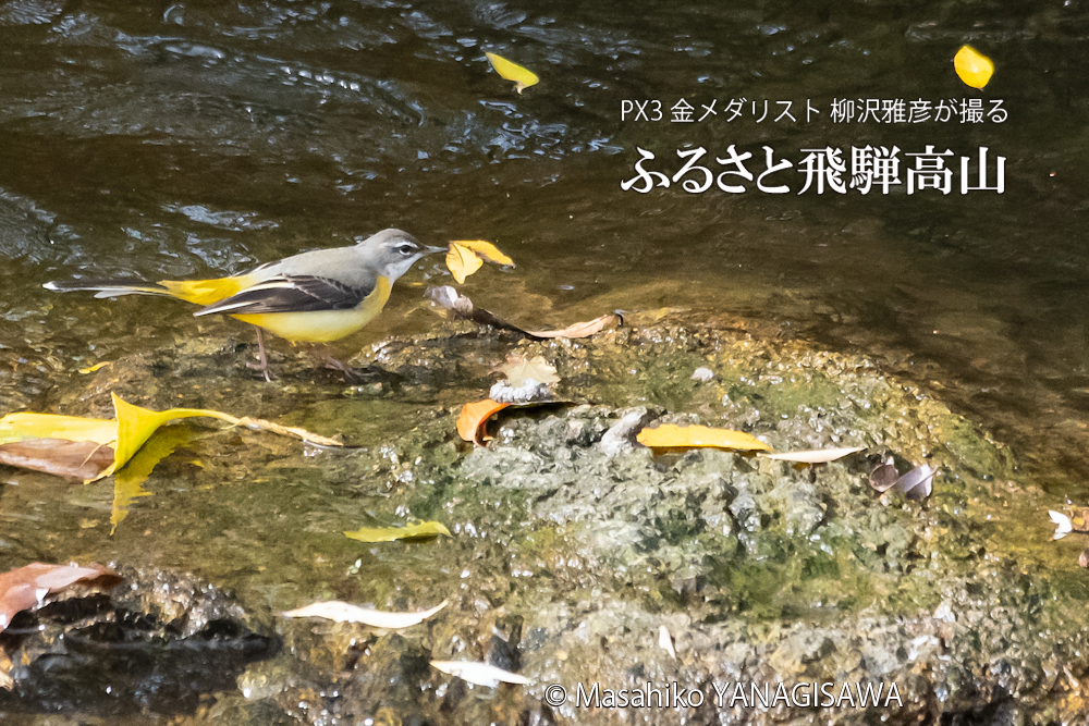 　撮影・柳沢雅彦