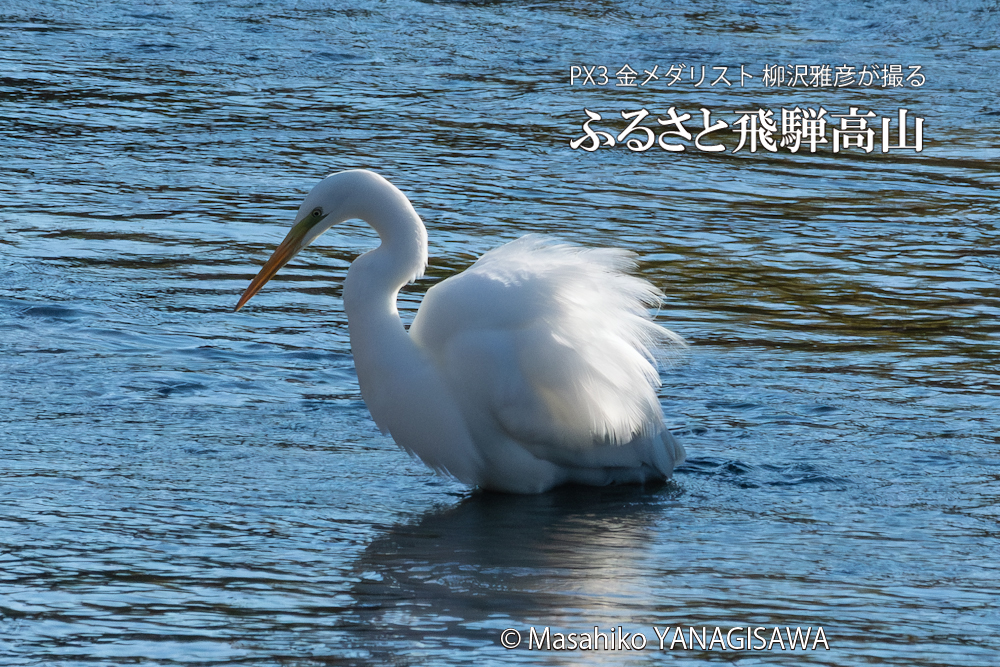 　撮影・柳沢雅彦