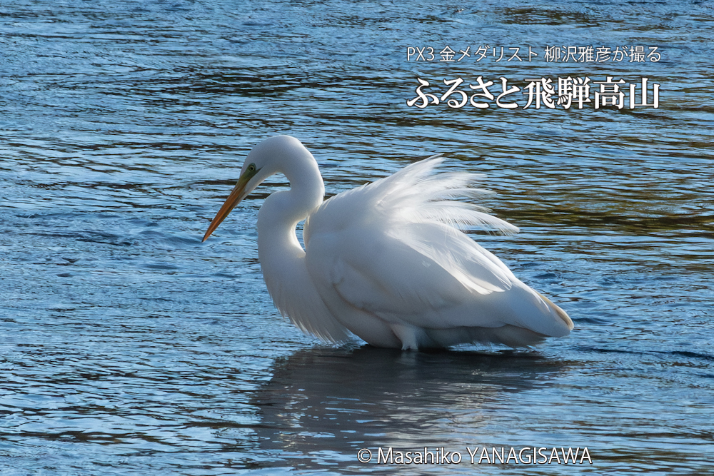 　撮影・柳沢雅彦