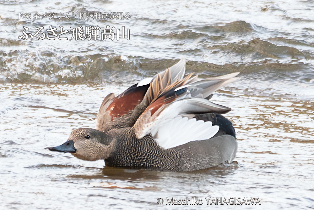 　撮影・柳沢雅彦
