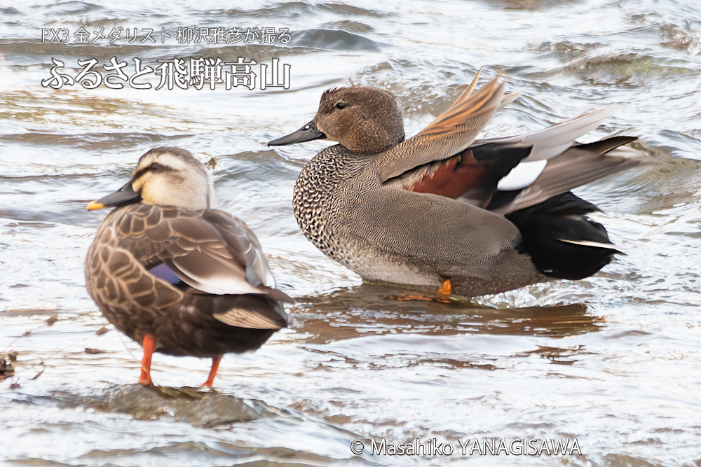 　撮影・柳沢雅彦