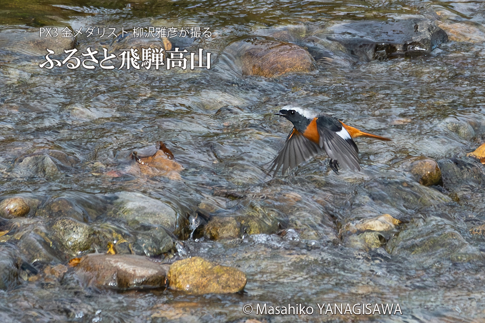 　撮影・柳沢雅彦