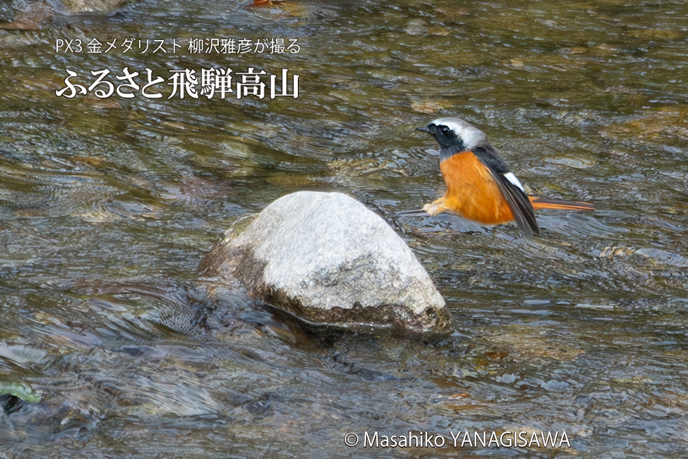 　撮影・柳沢雅彦