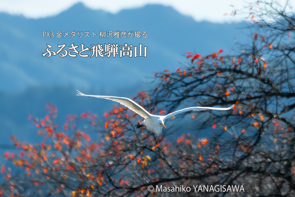 　撮影・柳沢雅彦