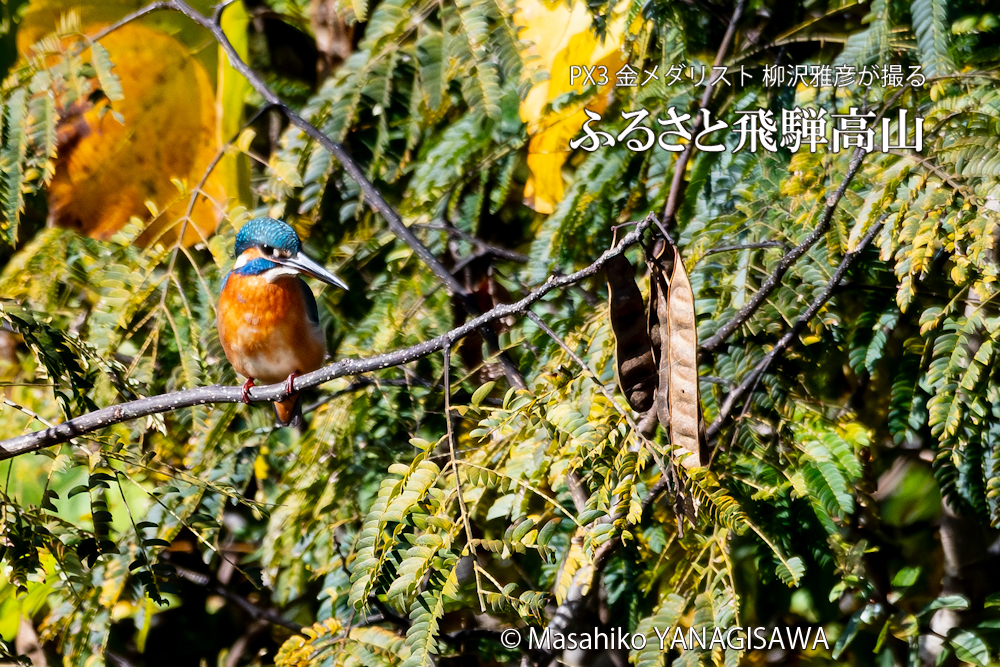 　撮影・柳沢雅彦