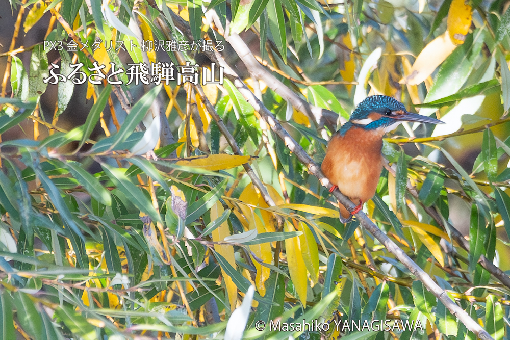 　撮影・柳沢雅彦