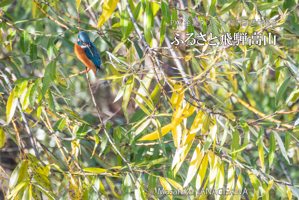 　撮影・柳沢雅彦