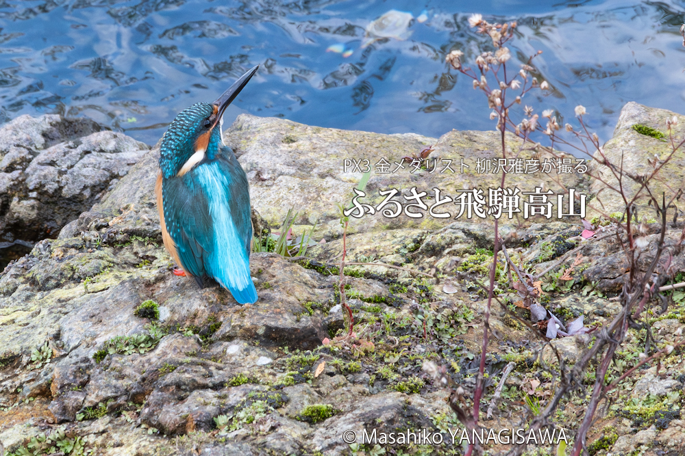 　撮影・柳沢雅彦