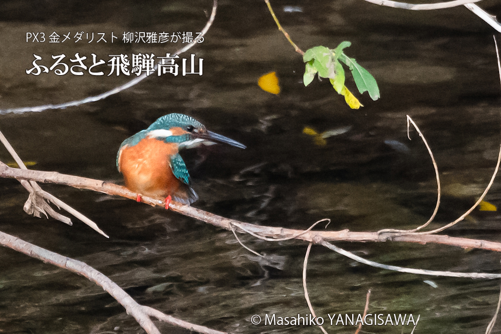 　撮影・柳沢雅彦