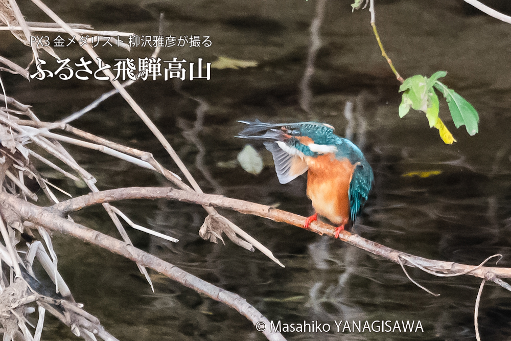 　撮影・柳沢雅彦