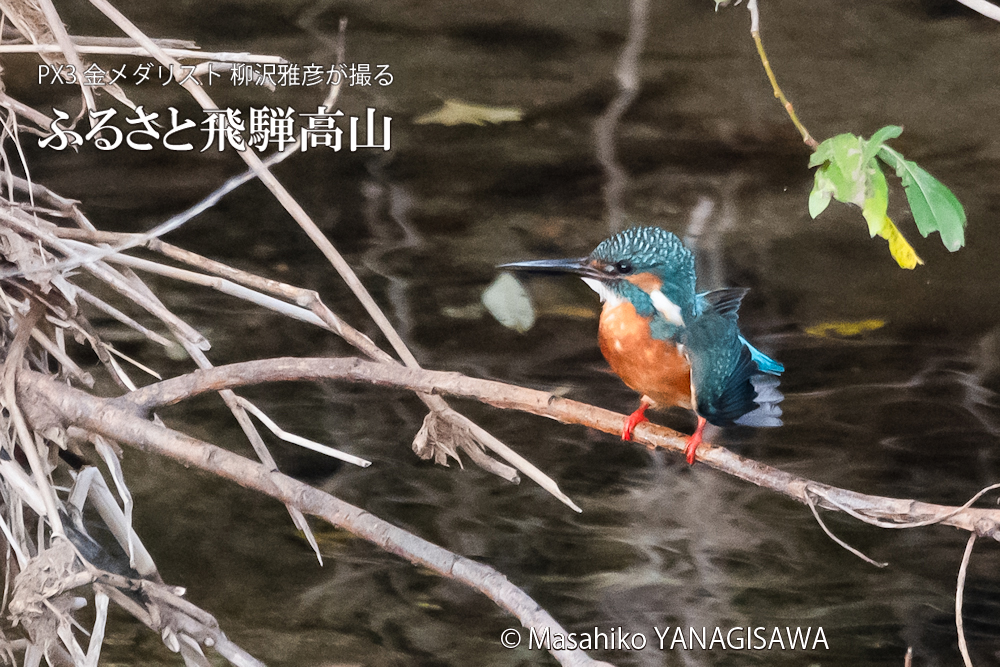 　撮影・柳沢雅彦