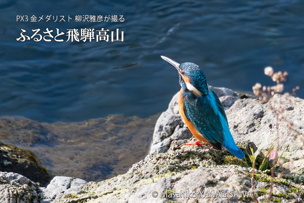 　撮影・柳沢雅彦