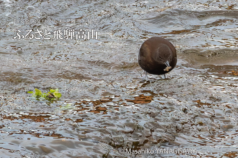 　撮影・柳沢雅彦