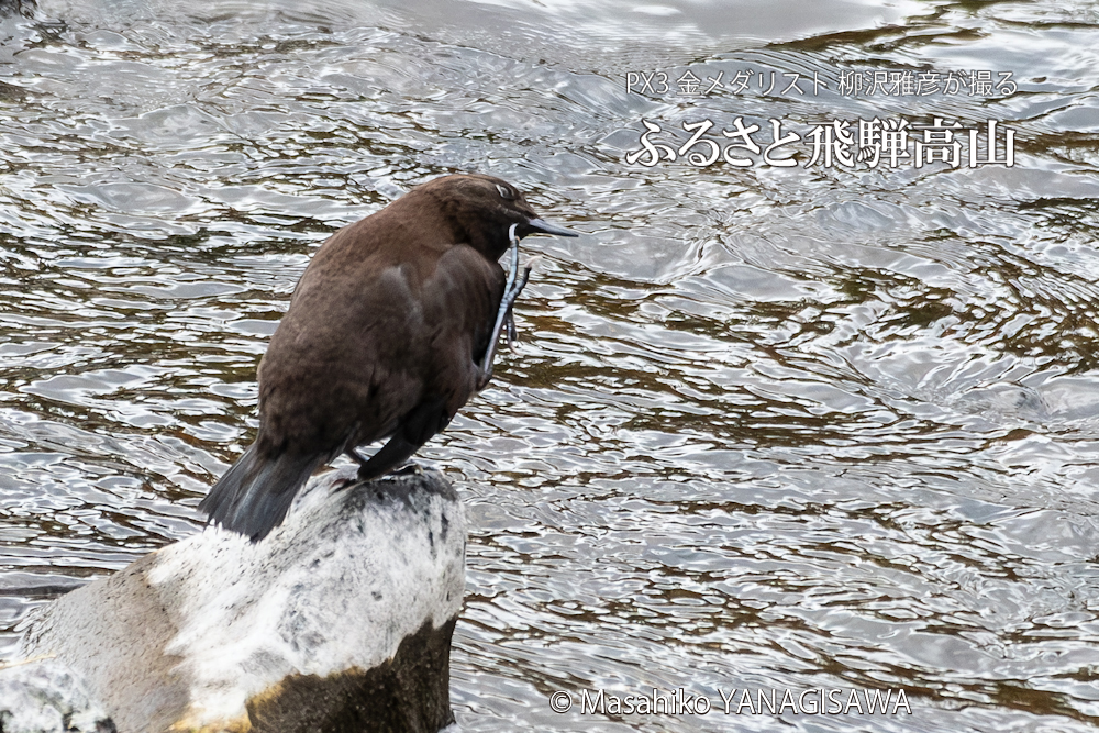 　撮影・柳沢雅彦