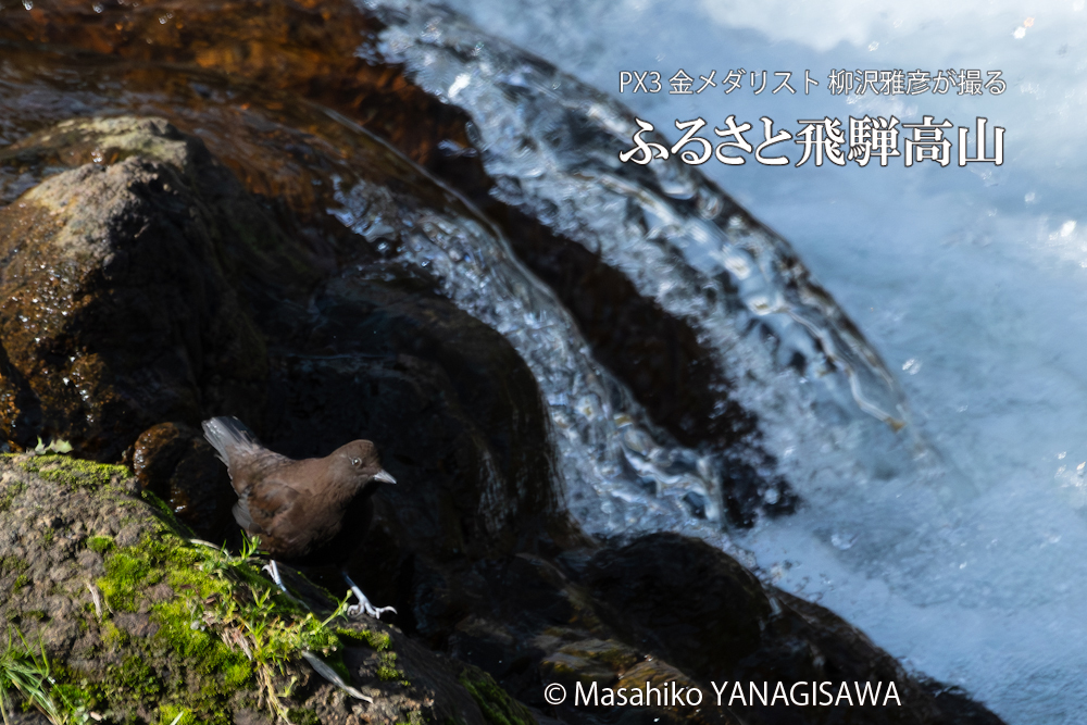 　撮影・柳沢雅彦