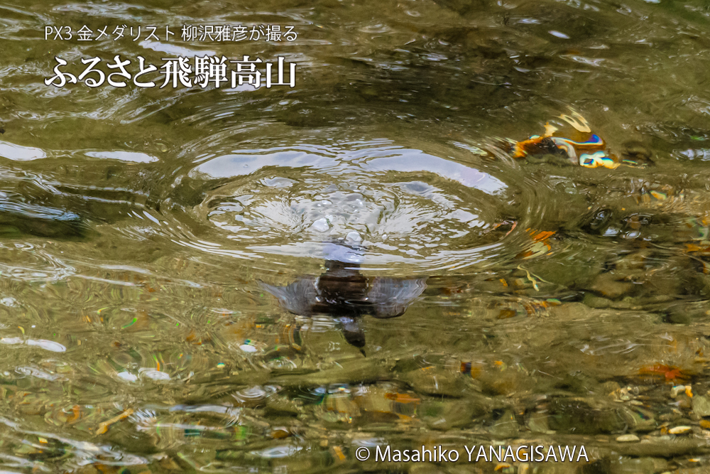 　撮影・柳沢雅彦