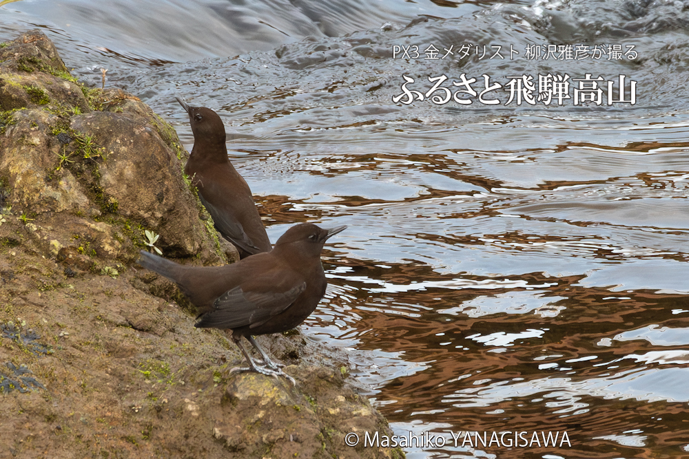 　撮影・柳沢雅彦