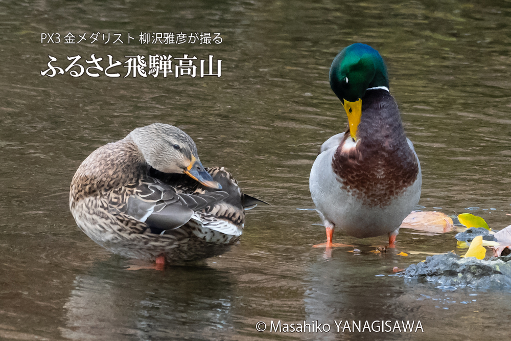 　撮影・柳沢雅彦