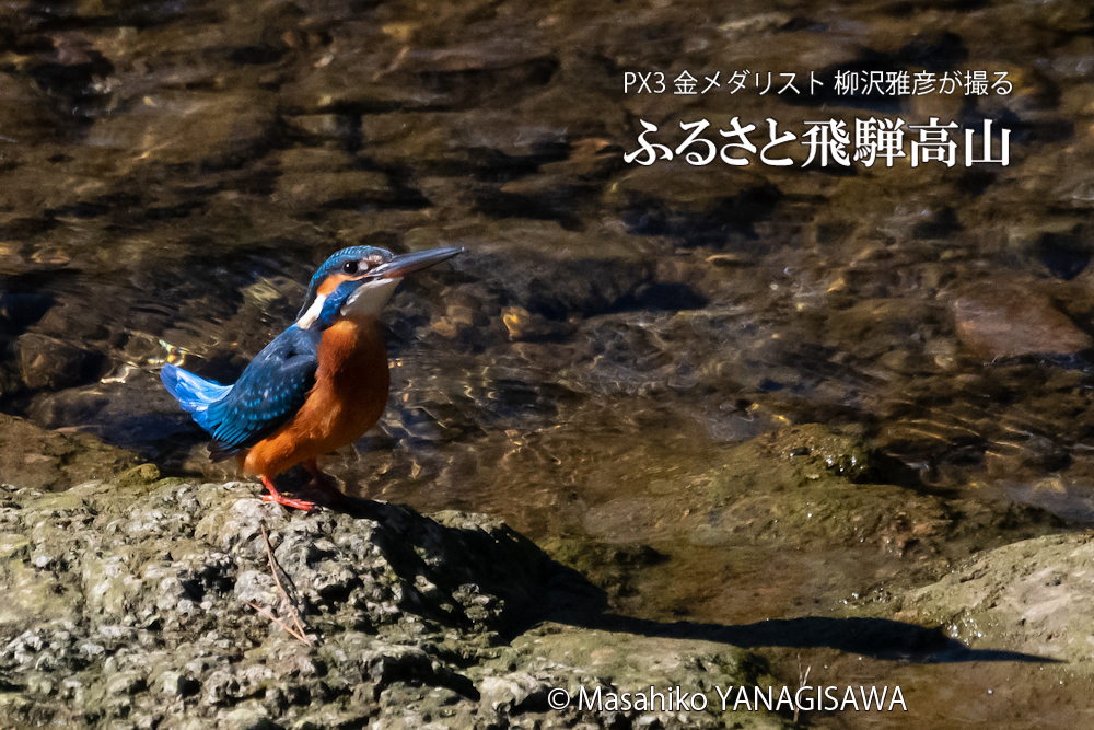 　撮影・柳沢雅彦