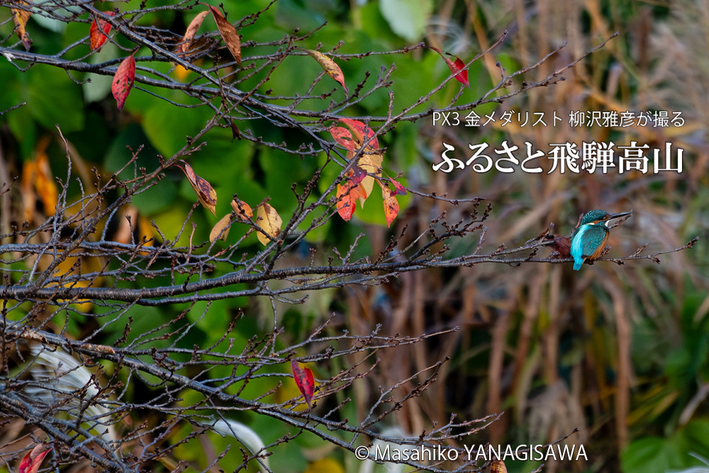 　撮影・柳沢雅彦