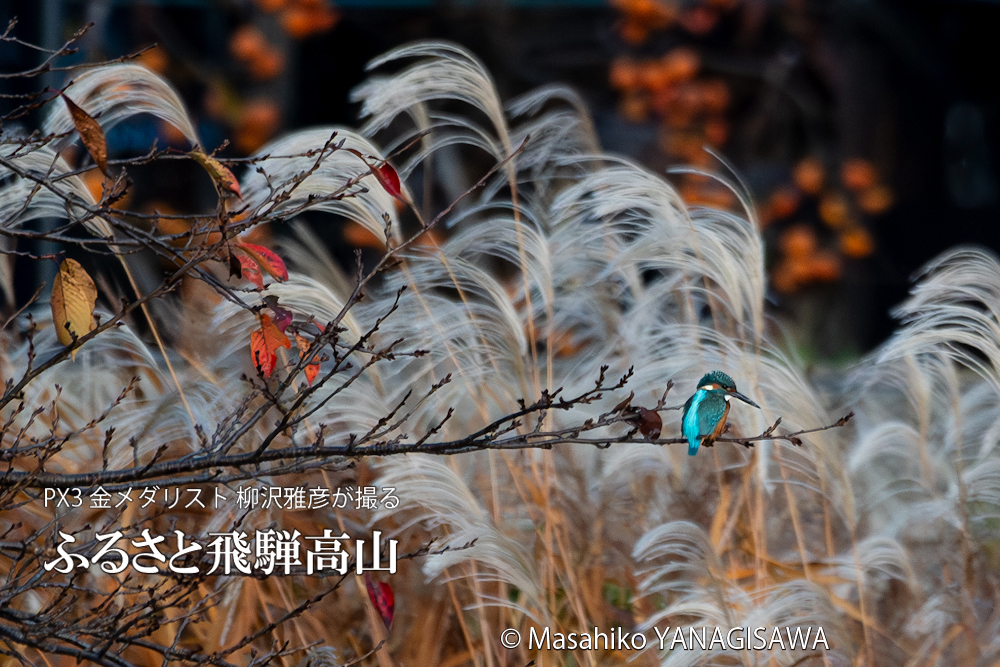 　撮影・柳沢雅彦