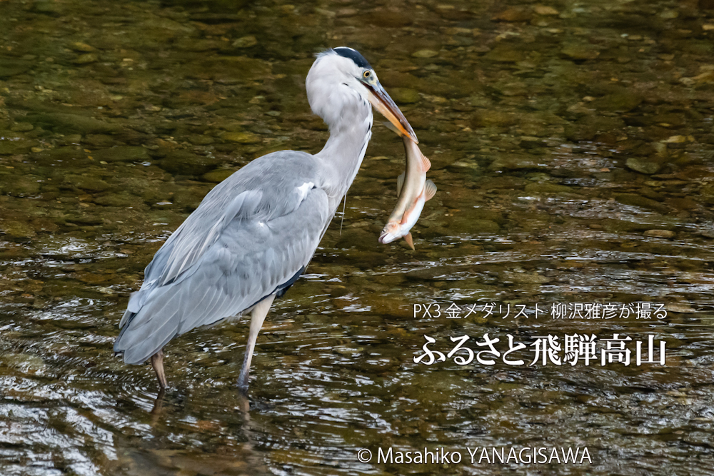 　撮影・柳沢雅彦