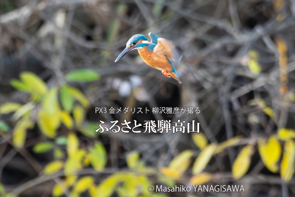 　撮影・柳沢雅彦