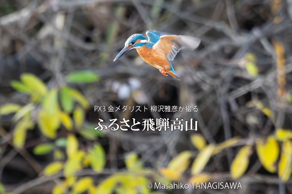 　撮影・柳沢雅彦