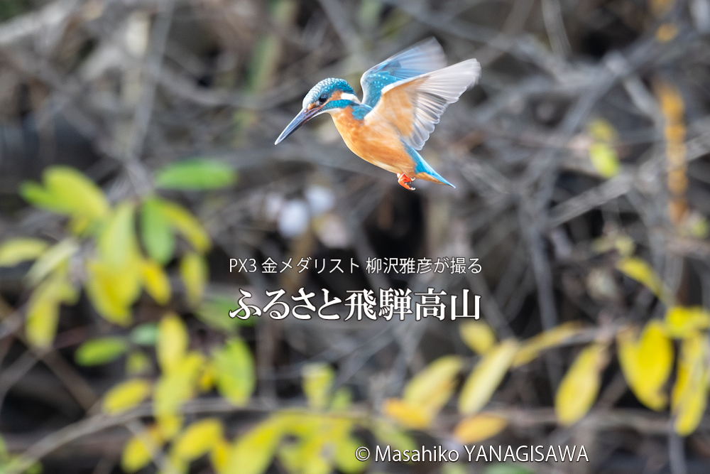 　撮影・柳沢雅彦