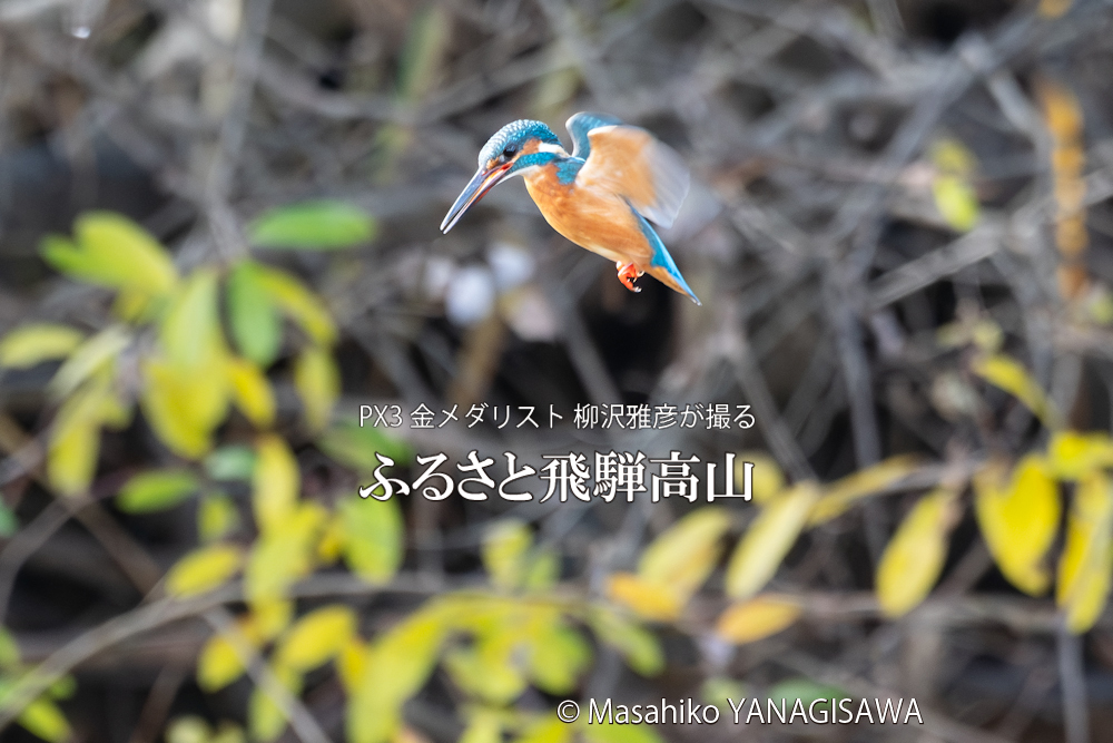 　撮影・柳沢雅彦