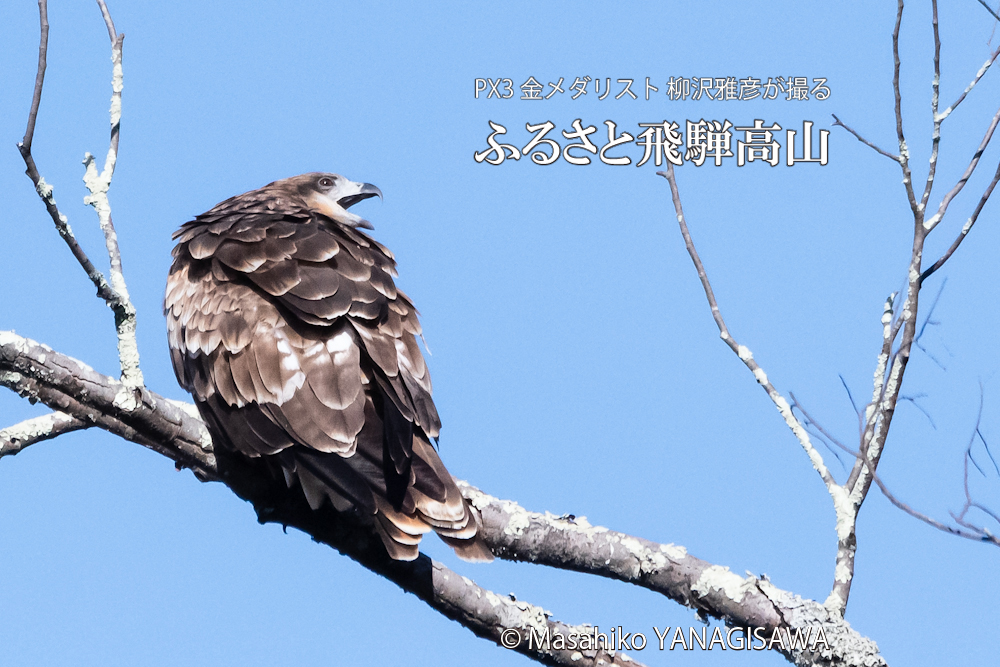 　撮影・柳沢雅彦