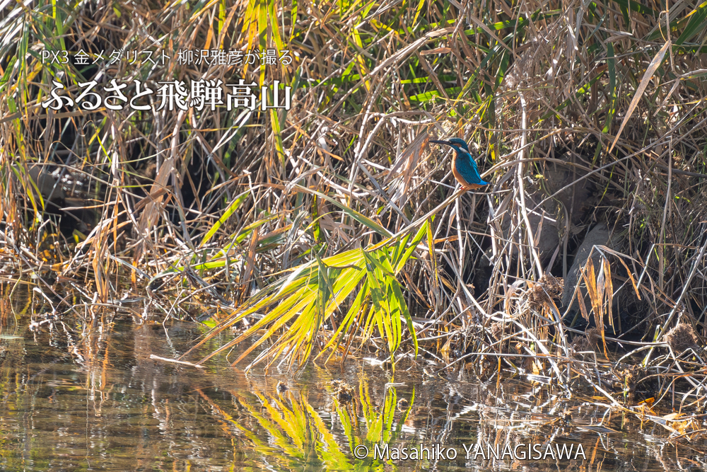 　撮影・柳沢雅彦