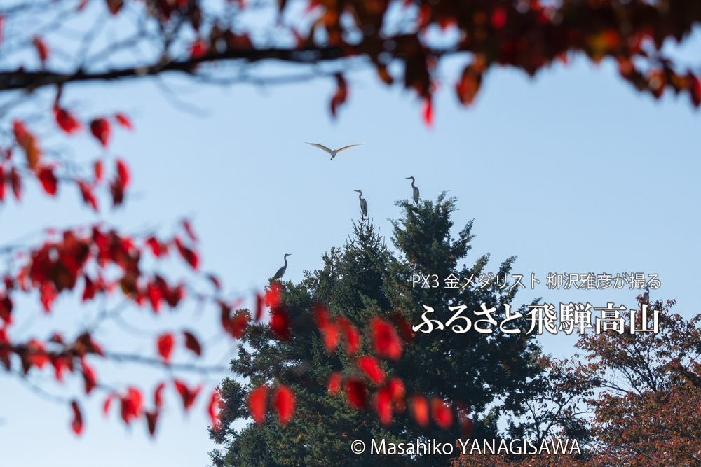 　撮影・柳沢雅彦