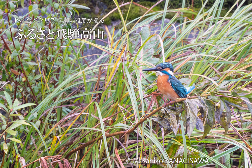　撮影・柳沢雅彦