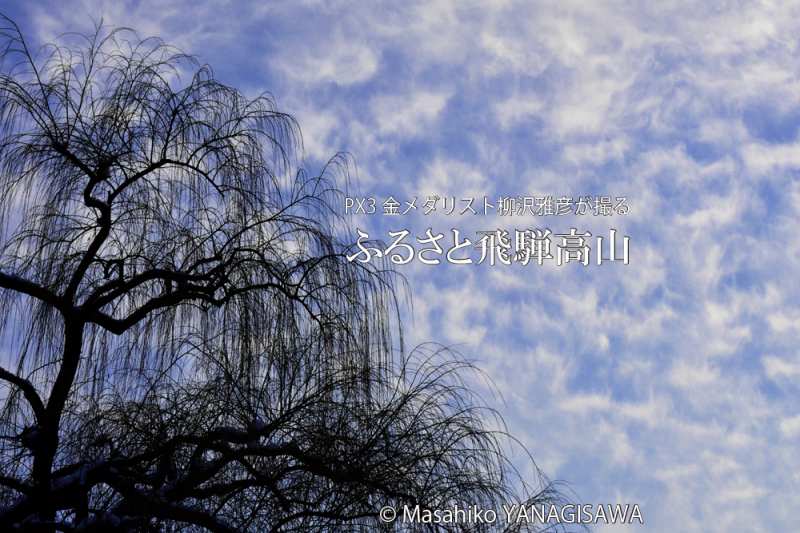 冬の飛騨高山(宮川河畔のヤナギ)　撮影・柳沢雅彦