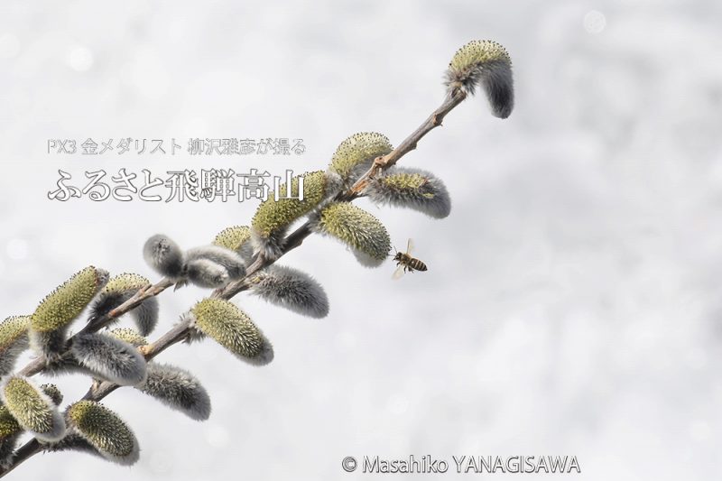春の飛騨高山(ネコヤナギに来たミツバチ)　撮影・柳沢雅彦