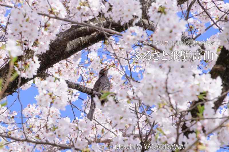 桜で彩られた春の飛騨高山(ヒヨドリ)撮影・柳沢雅彦