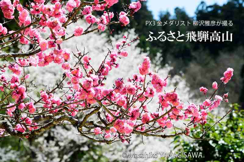 梅と桜の花が競演する春の飛騨高山　撮影・柳沢雅彦