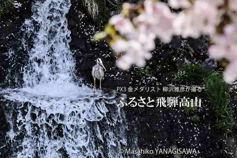 桜で彩られた春の飛騨高山(アオサギ)　撮影・柳沢雅彦