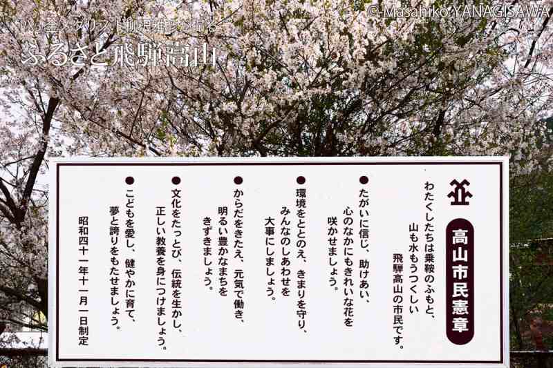 満開の桜と高山市民憲章　撮影・柳沢雅彦