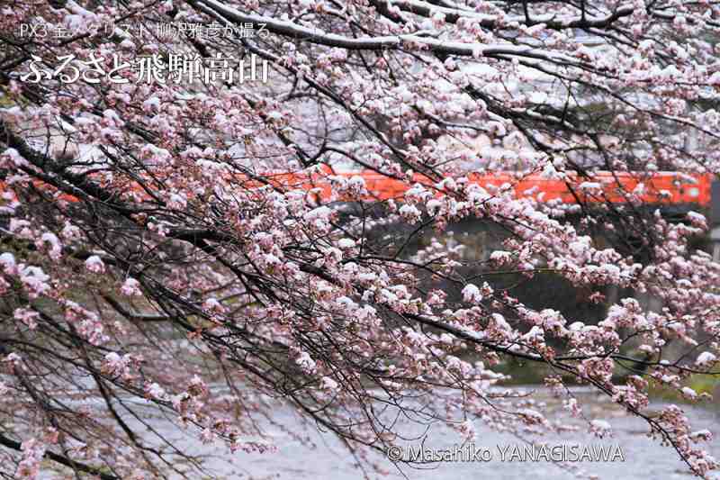 戻り寒波で冠雪した飛騨高山の桜の花　撮影・柳沢雅彦
