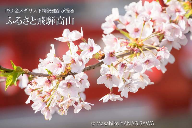 桜で彩られた春の飛騨高山　撮影・柳沢雅彦
