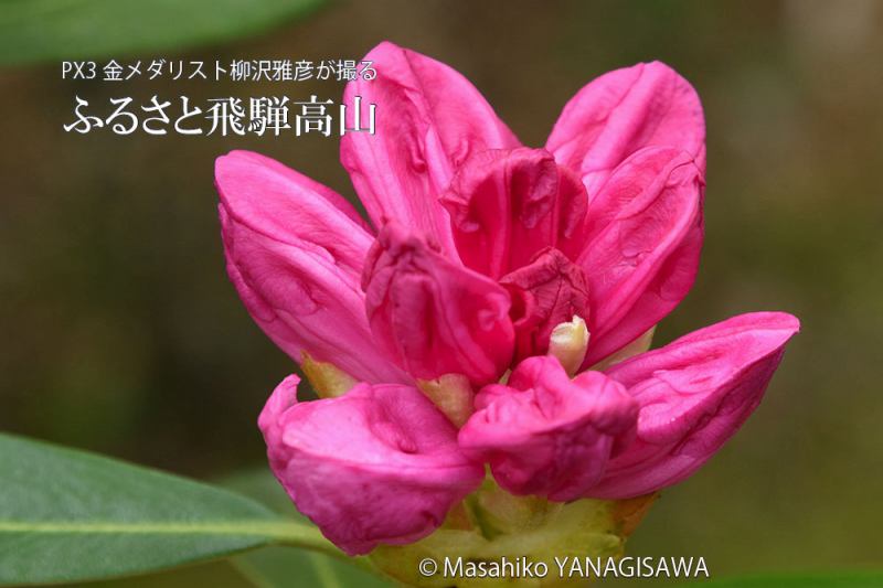 春の飛騨高山(シャクナゲ)　撮影・柳沢雅彦